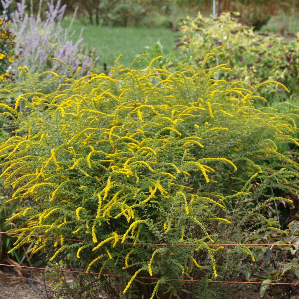 Solidago rugosa Fireworks