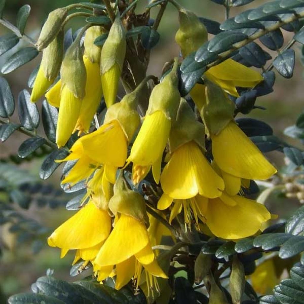 Sophora microphylla SUN KING (R) Hilsop