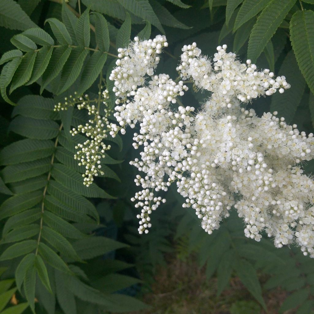 Sorbaria sorbifolia 