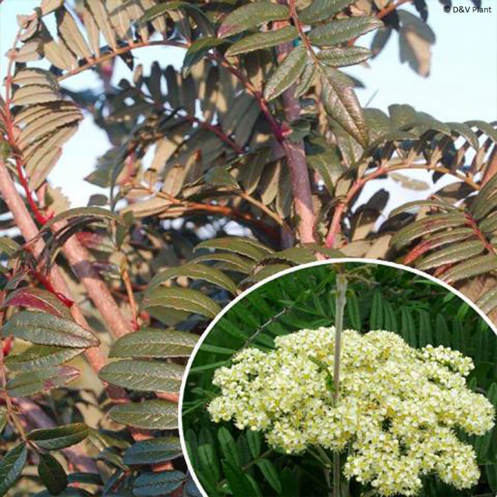 Sorbus scalaris - Sorbier à feuilles de fougère