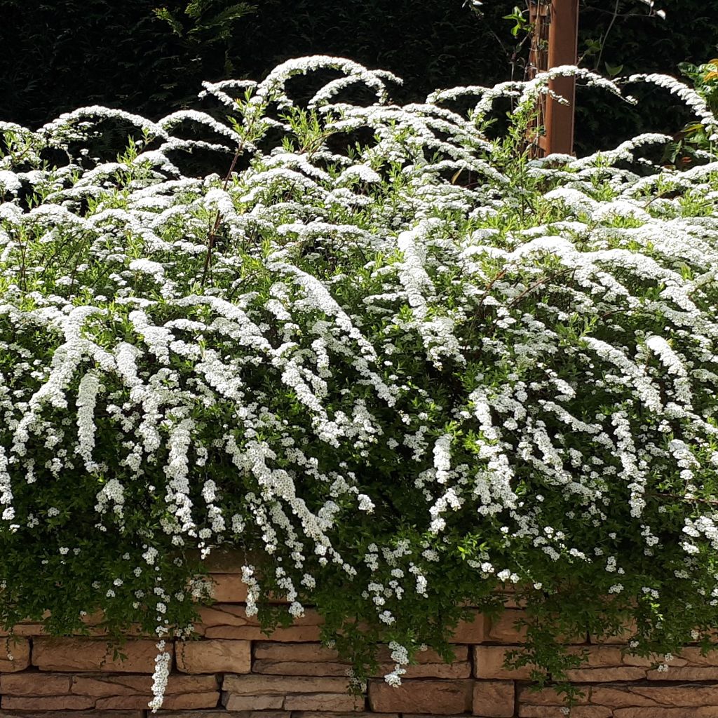 Spiraea cinerea Grefsheim