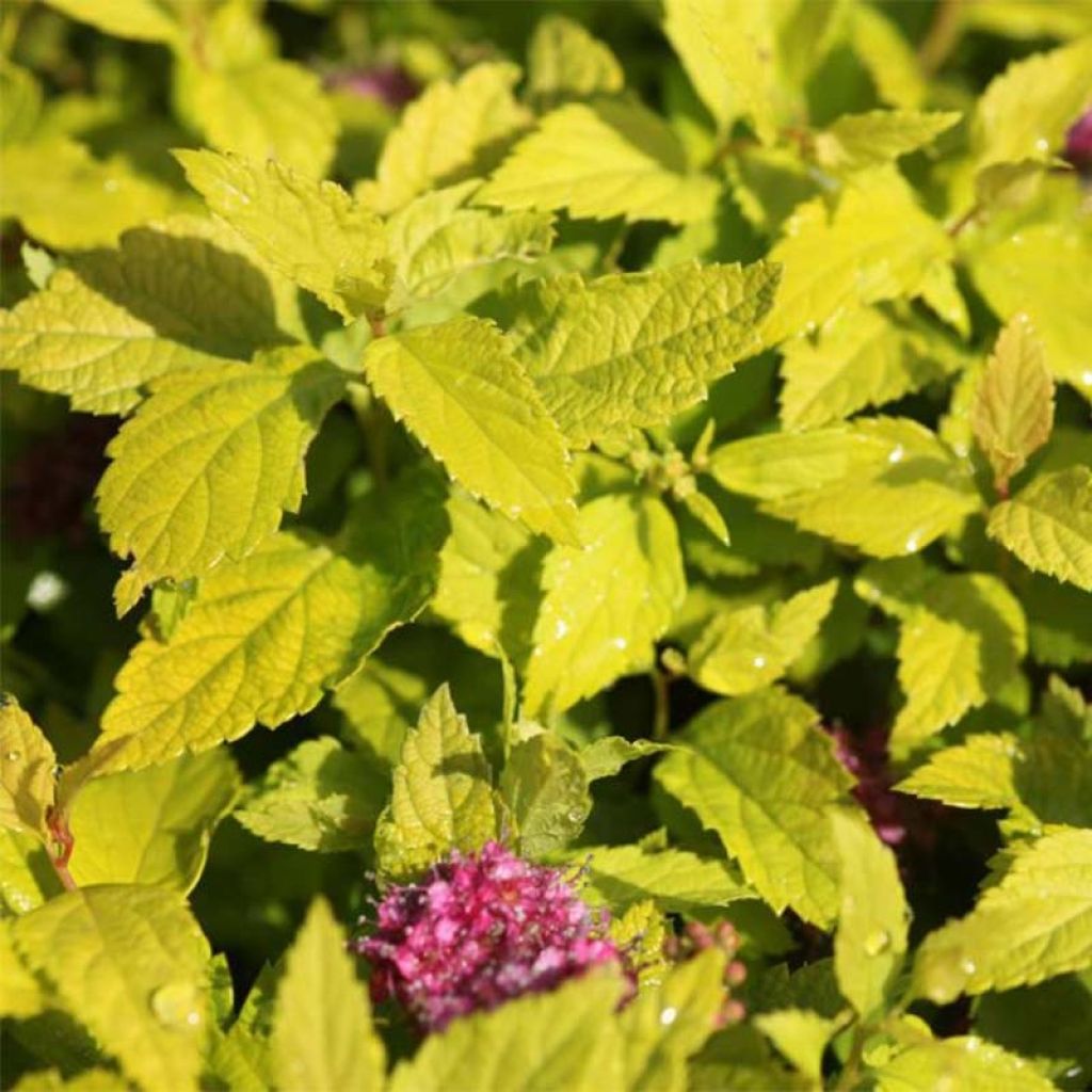 Spiraea japonica Double Play Gold