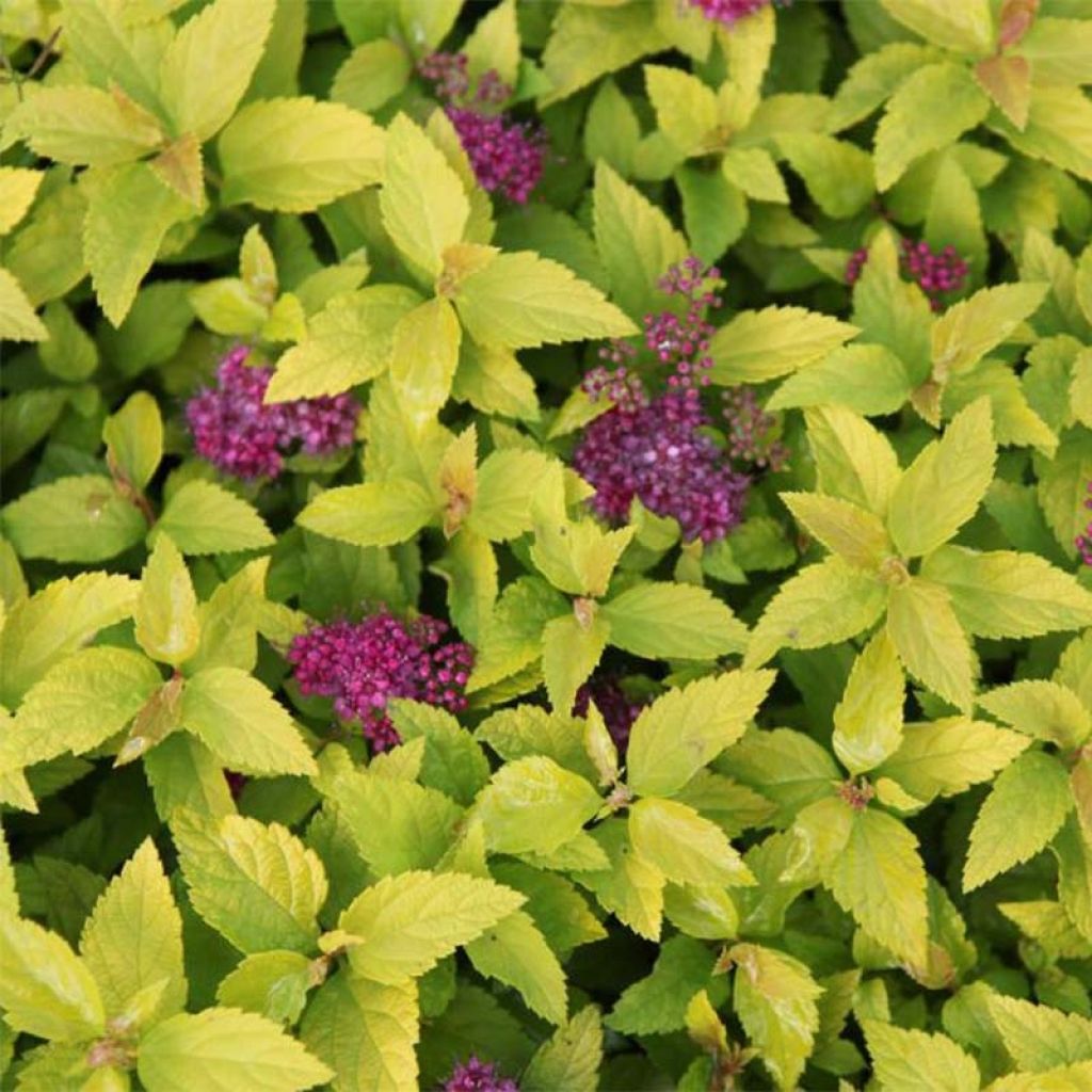 Spiraea japonica Double Play Gold