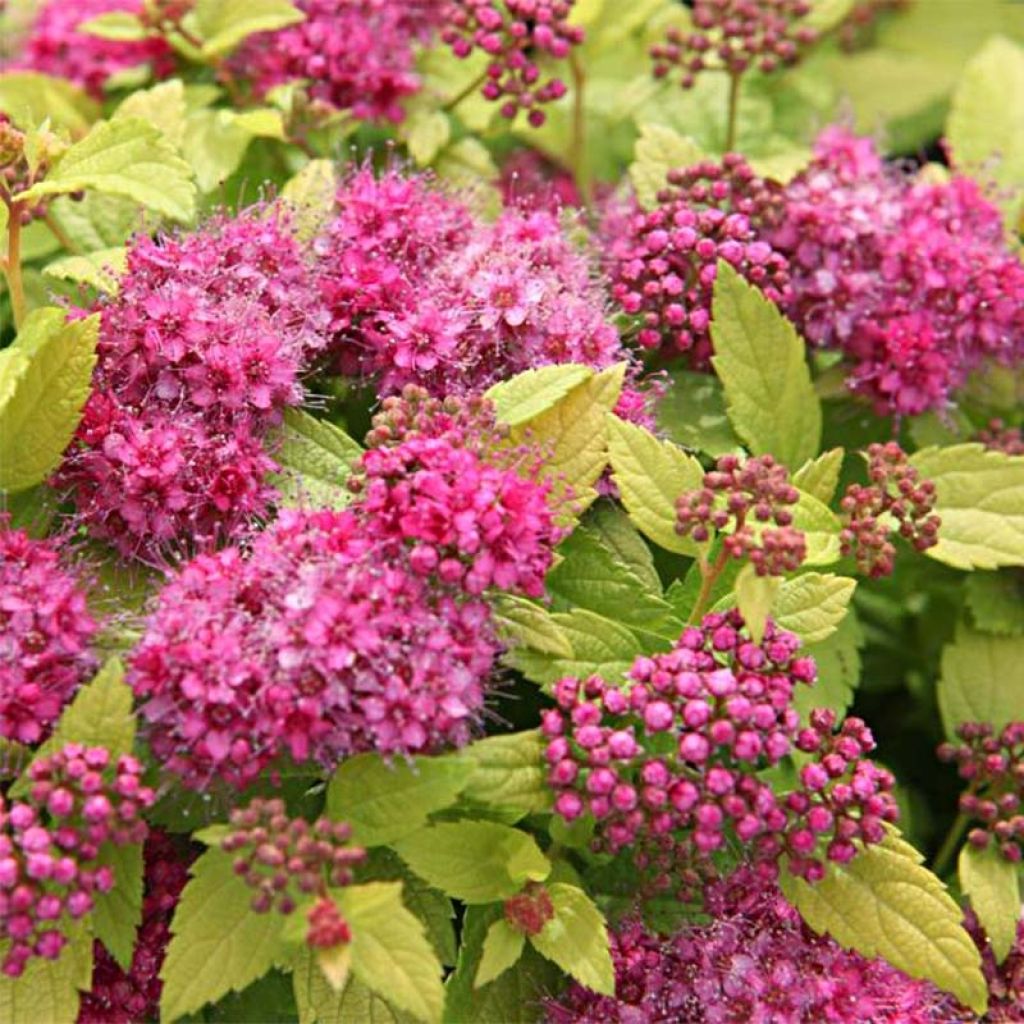 Spiraea japonica Double Play Gold