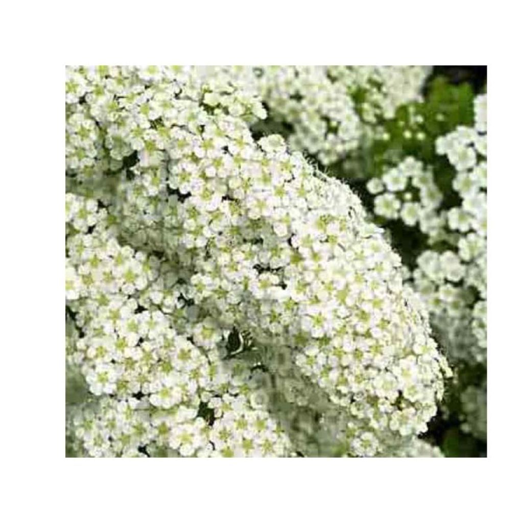 Spiraea nipponica Halwards Silver