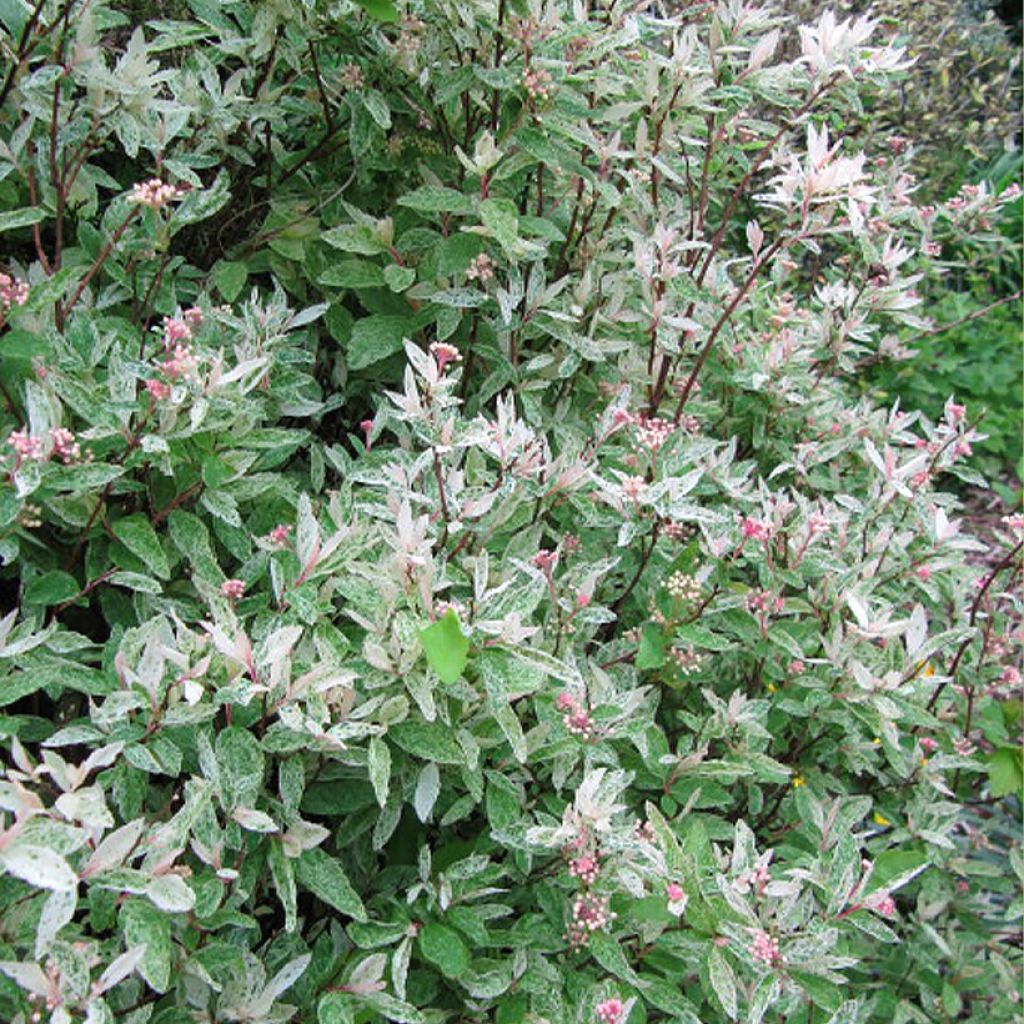 Spiraea x vanhouttei Pink Ice - variegated Van Houttes spiraea