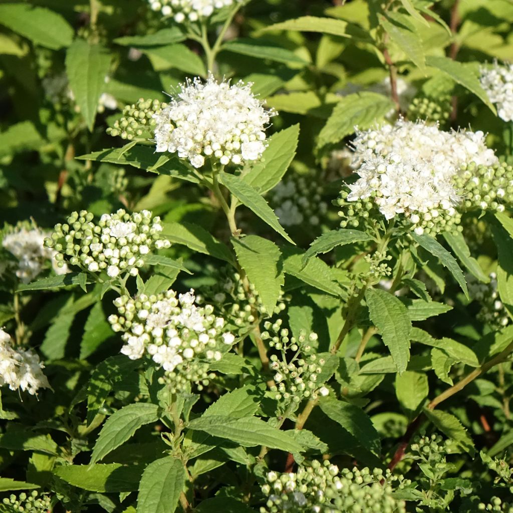 Spiraea japonica Albiflora