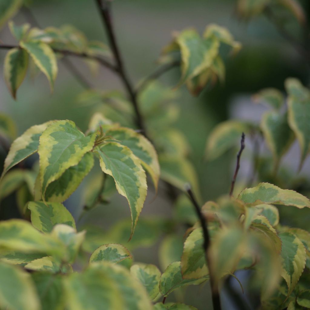 Stachyurus chinensis Joy Forever