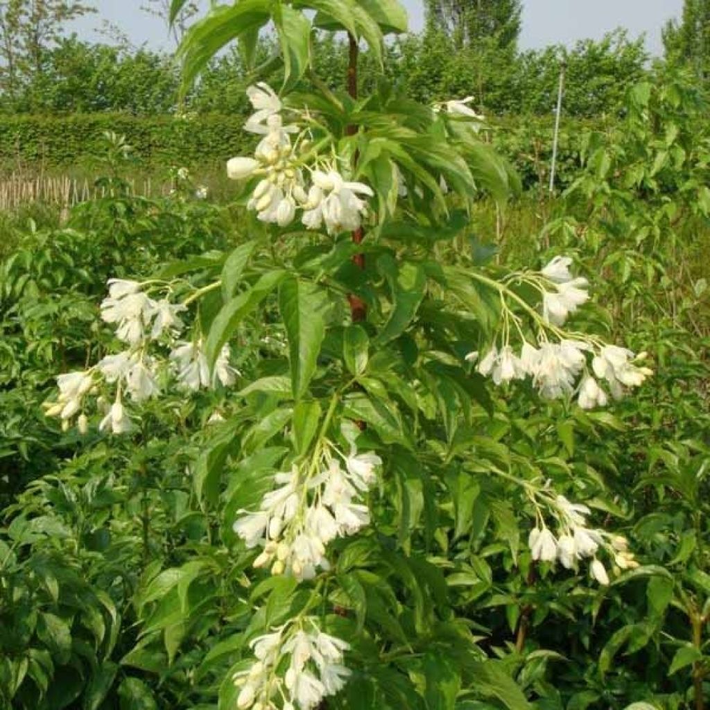 Staphylea colchica 