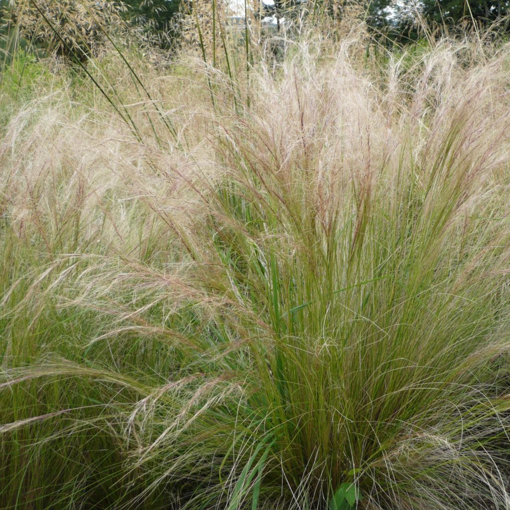 Stipa tenuifolia