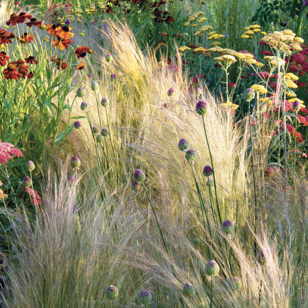 Stipa tenuifolia