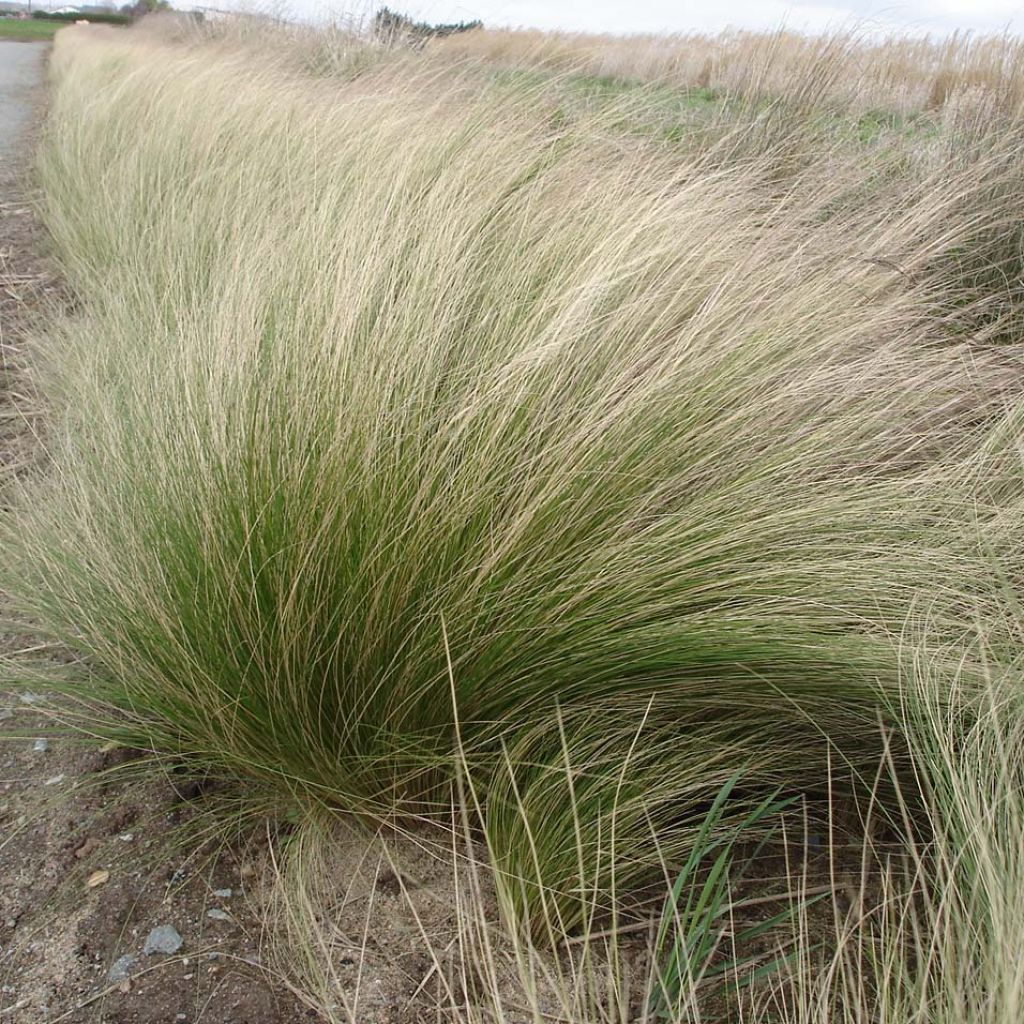 Stipa tenuifolia