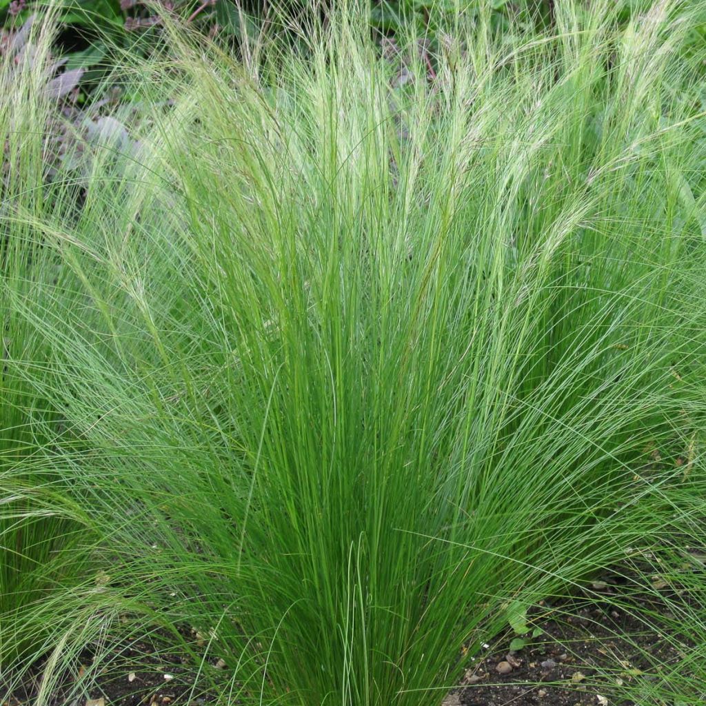 Stipa tenuifolia