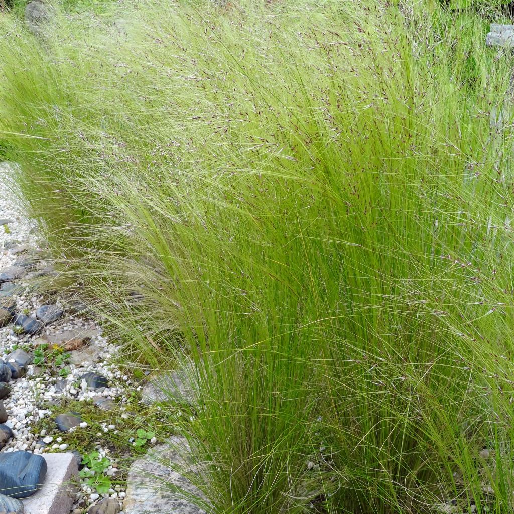 Stipa tenuifolia