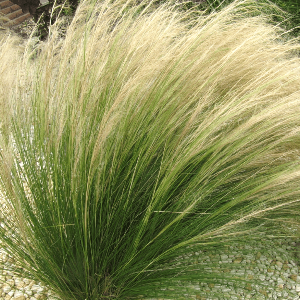 Stipa tenuissima Angel Hair