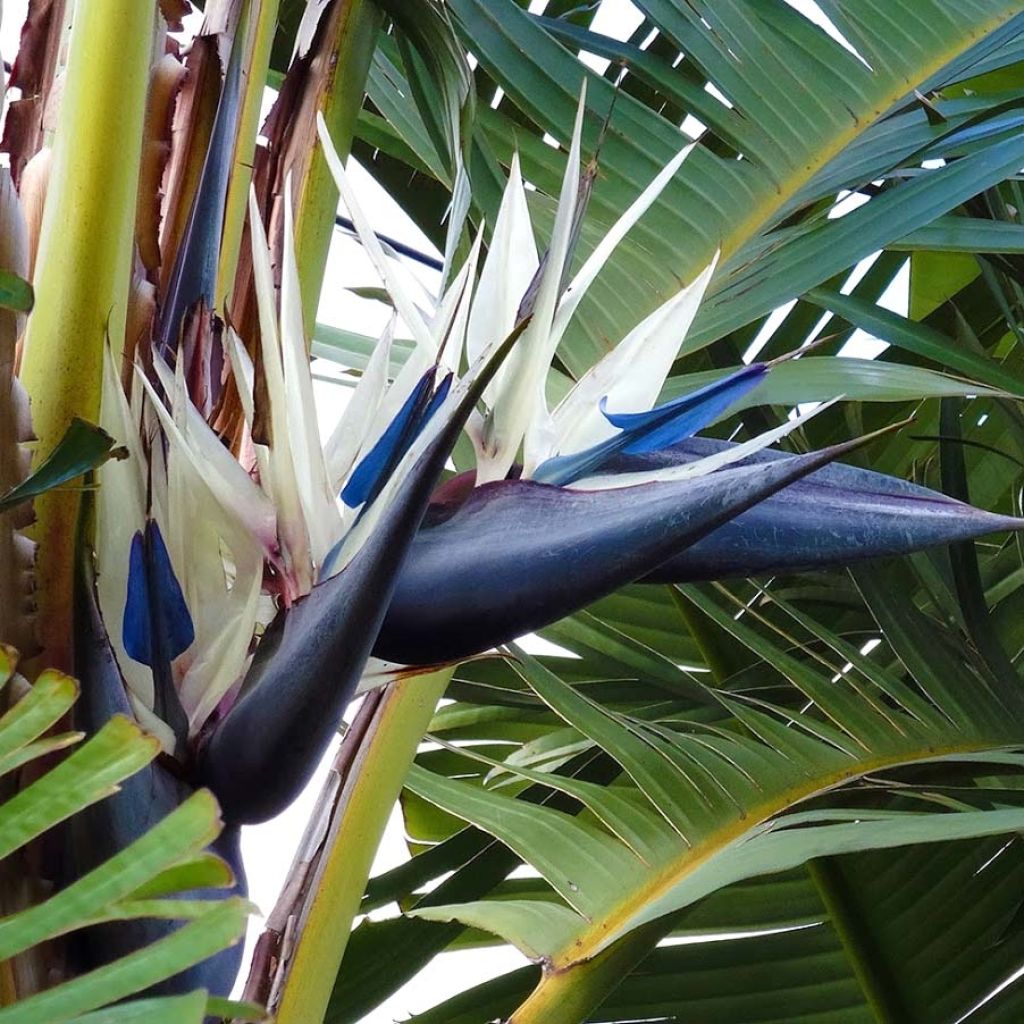 Strelitzia nicolai