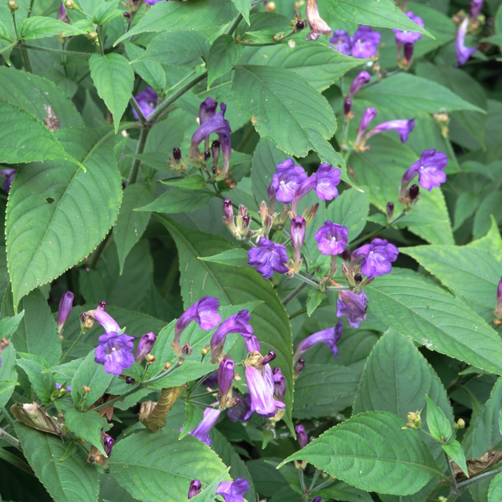 Strobilanthes penstemonoides