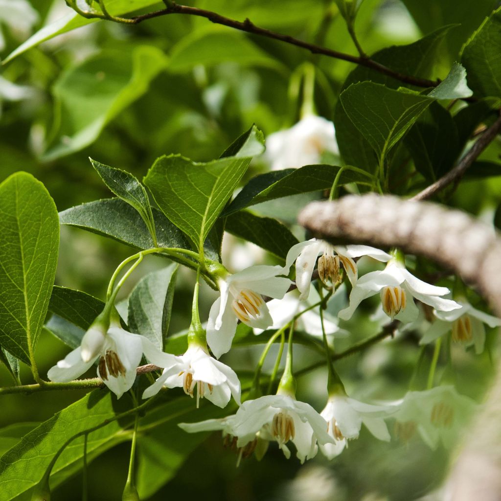 Styrax japonica