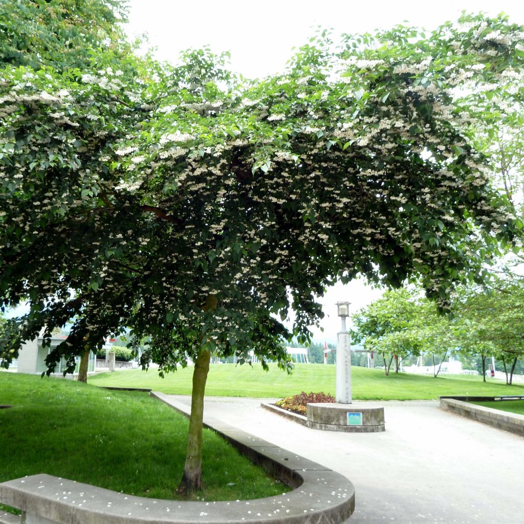 Styrax japonica