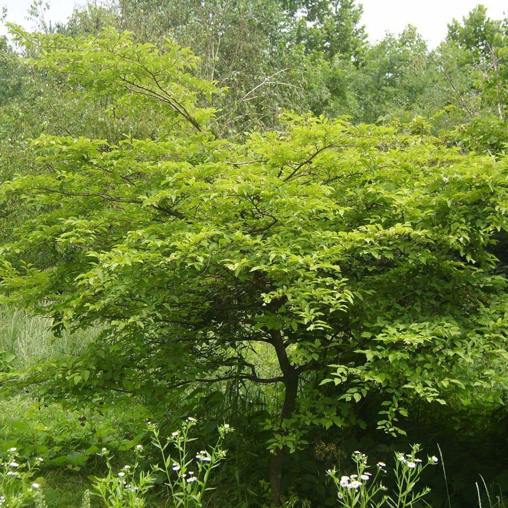 Styrax japonica