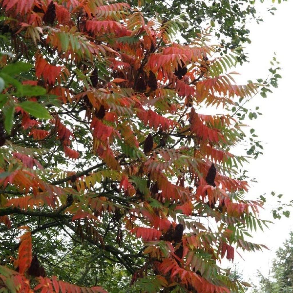 Rhus typhina - Stag's Horn Sumach