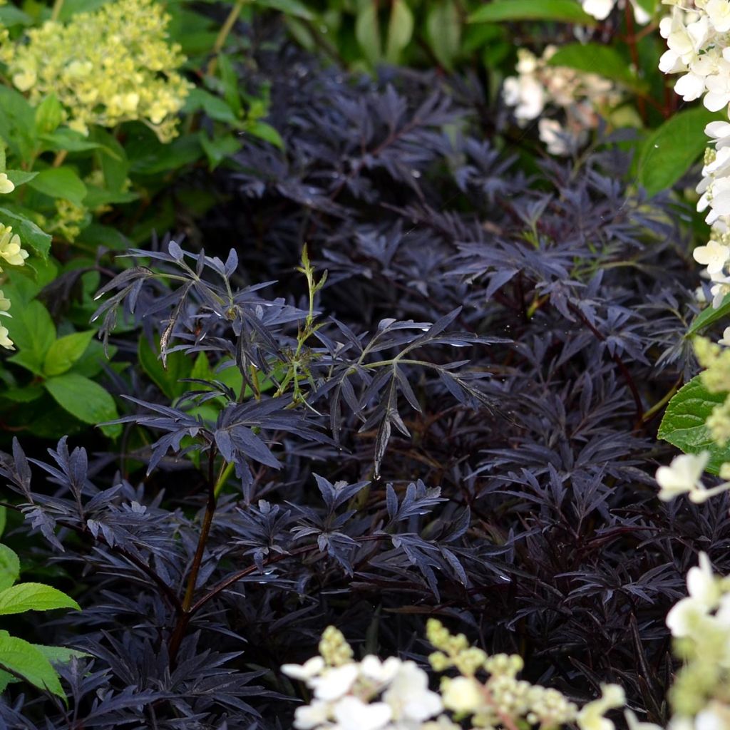 Sureau noir, Sambucus nigra Black Lace Eva