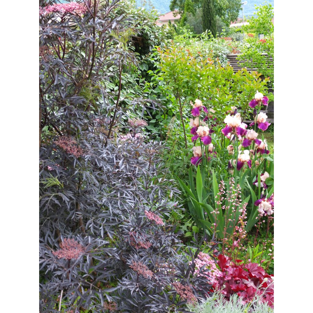 Sambucus nigra Black Lace - Black Elder