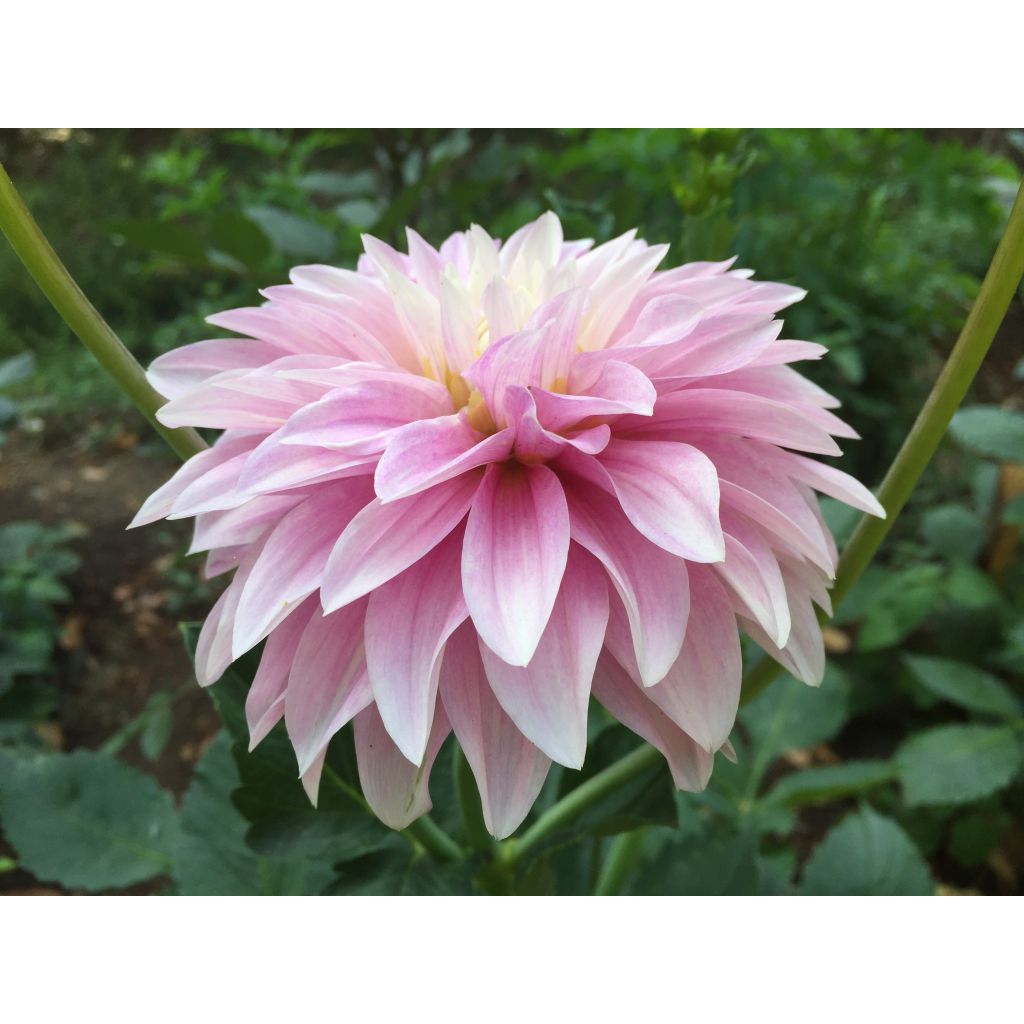 Dahlia Sweet Tiamo