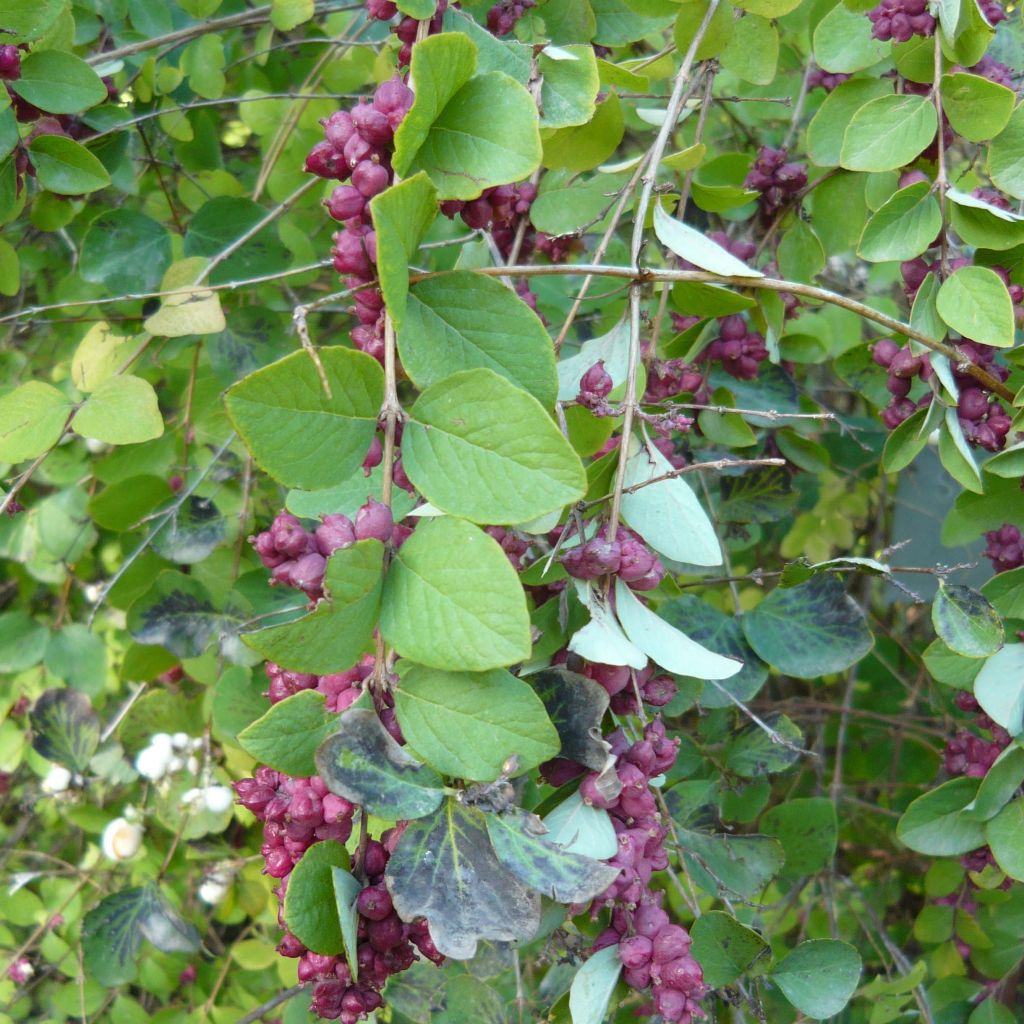 Symphoricarpos orbiculatus