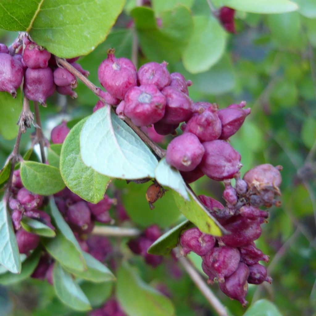 Symphoricarpos orbiculatus