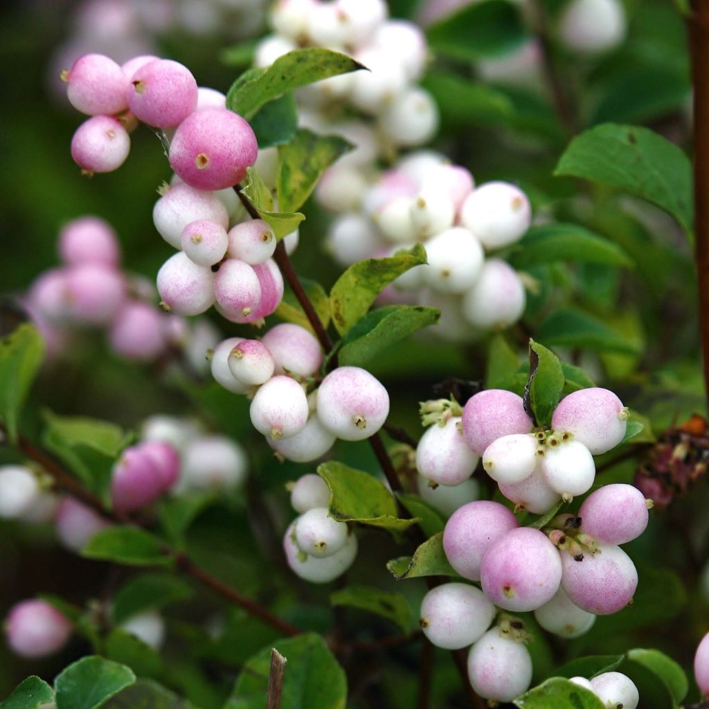 Symphoricarpos doorenbosii Magical Sweet