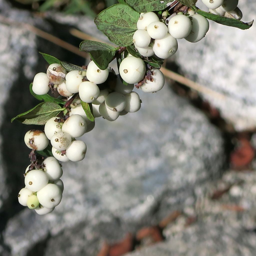 Symphorine blanche - Symphoricarpos albus var. laevigatus