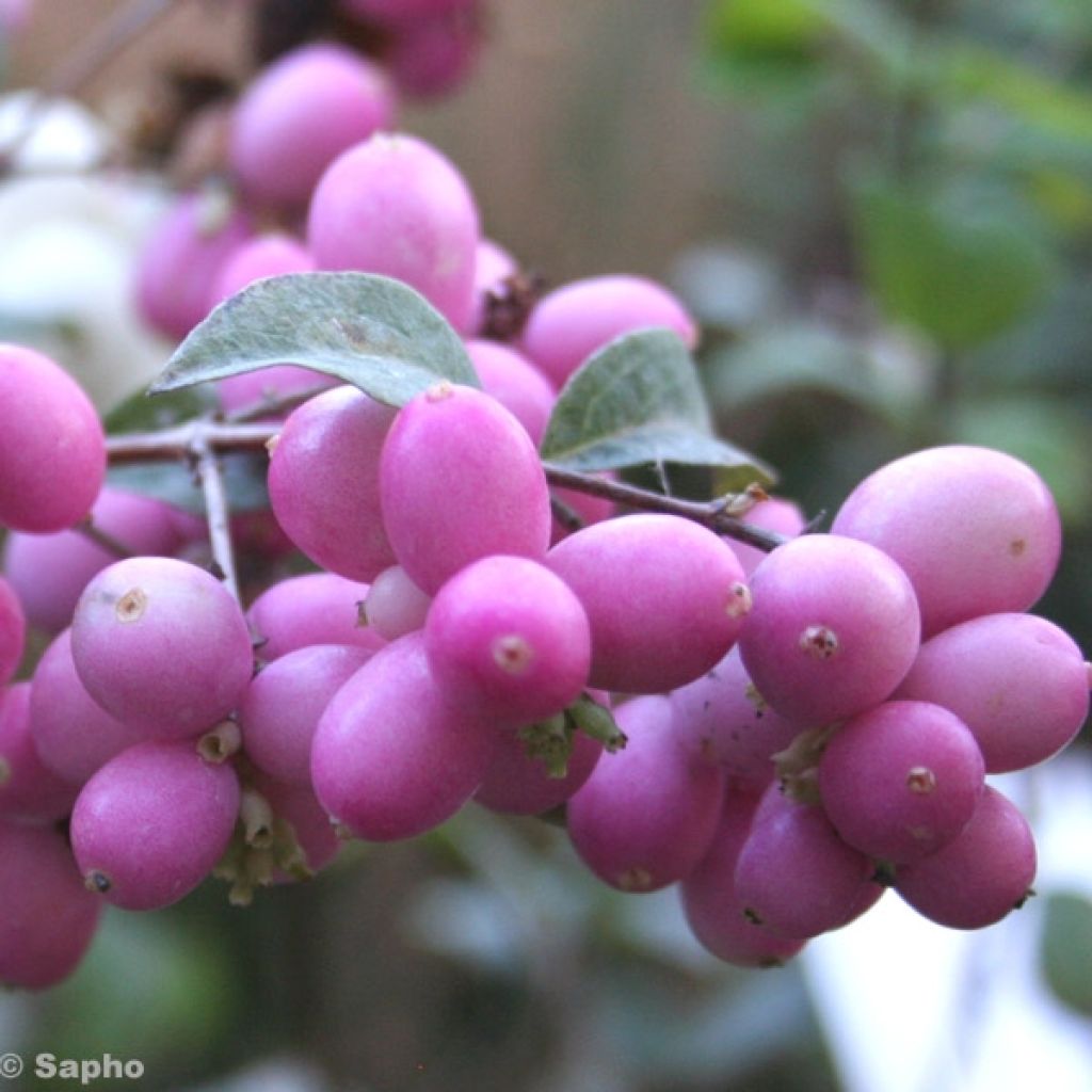 Symphorine, Symphoricarpos doorenbosii  Magical Candy