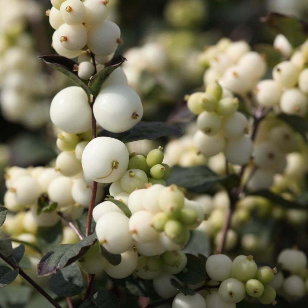 Symphoricarpos doorenbosii Magical Galaxy