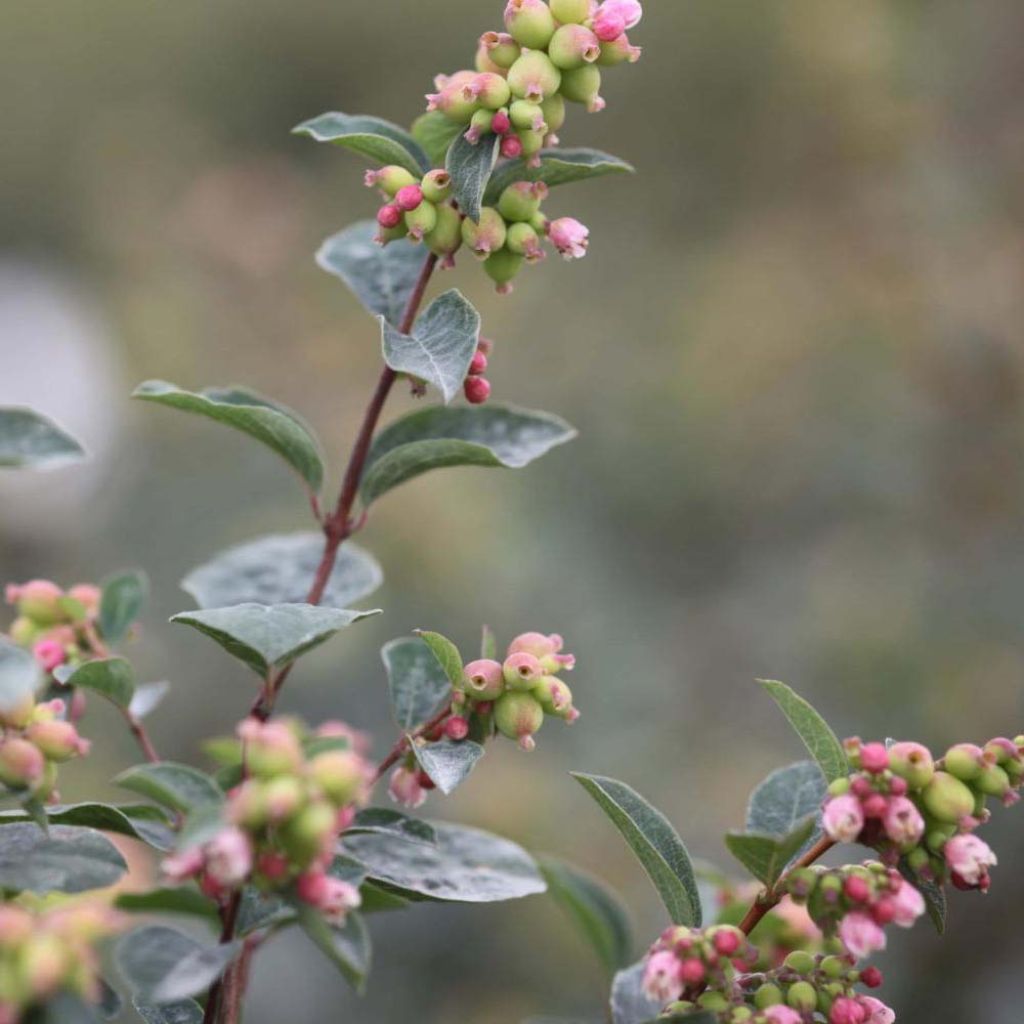 Symphoricarpos doorenbosii Magical Galaxy