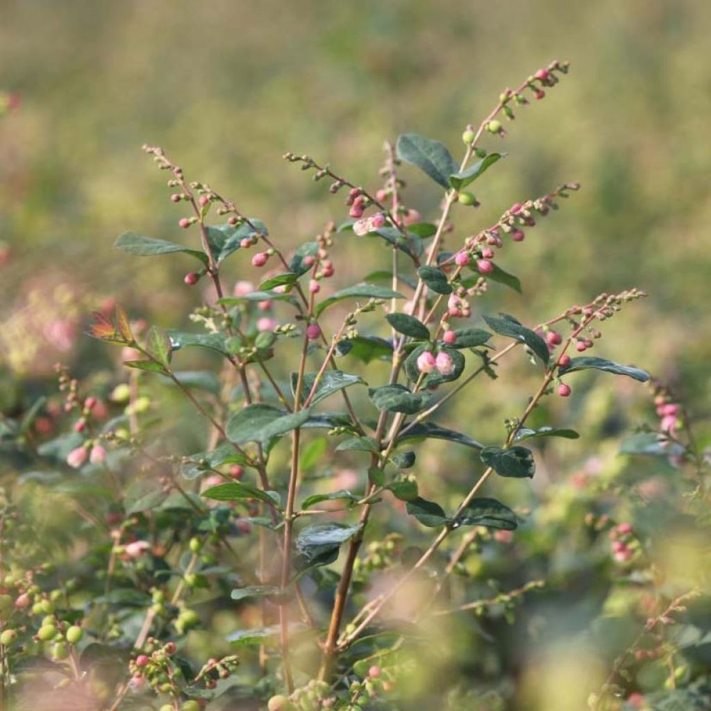 Symphoricarpos doorenbosii Magical Galaxy