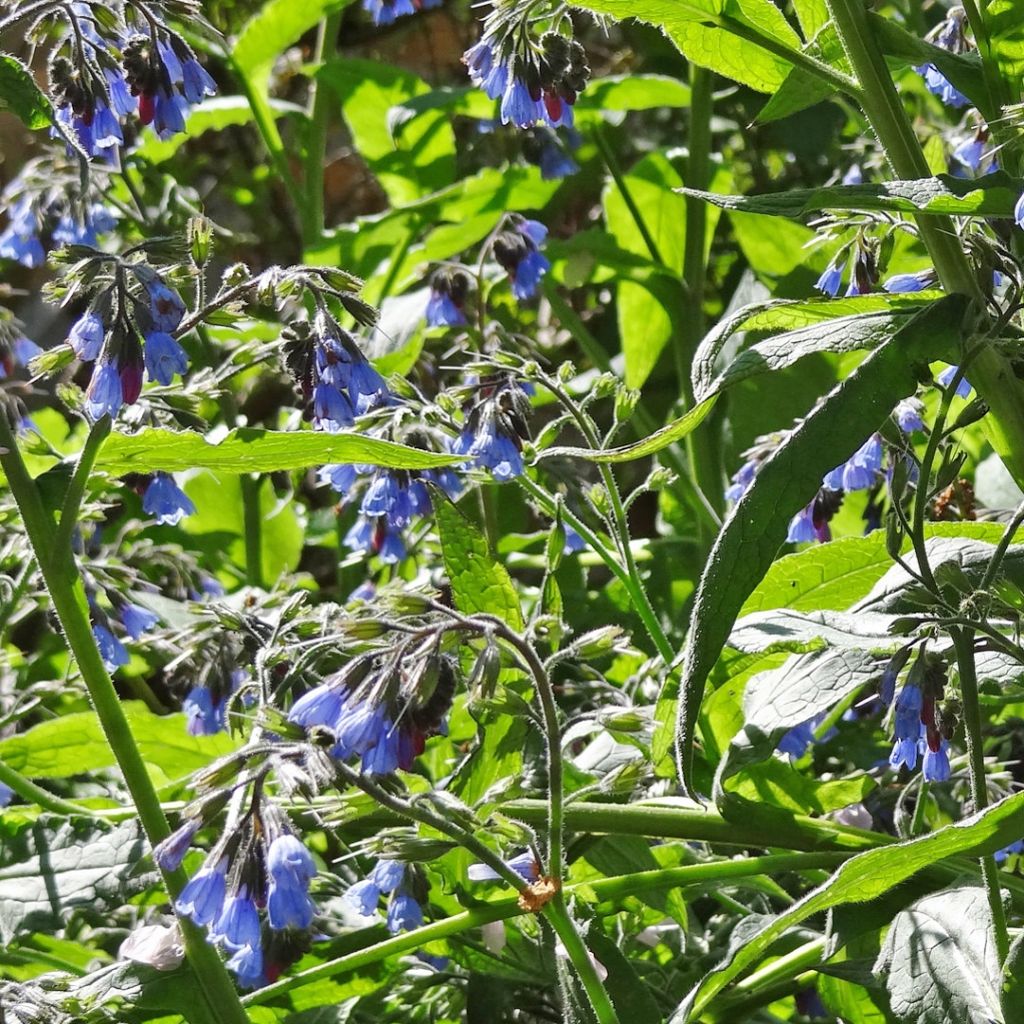 Symphytum azureum 