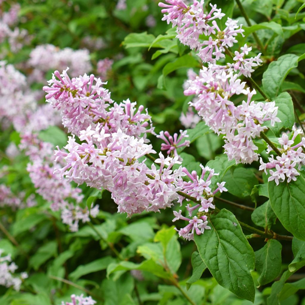 Syringa josikae