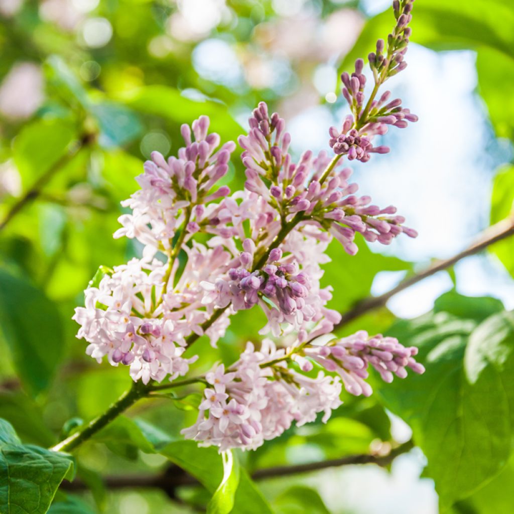 Syringa josikae