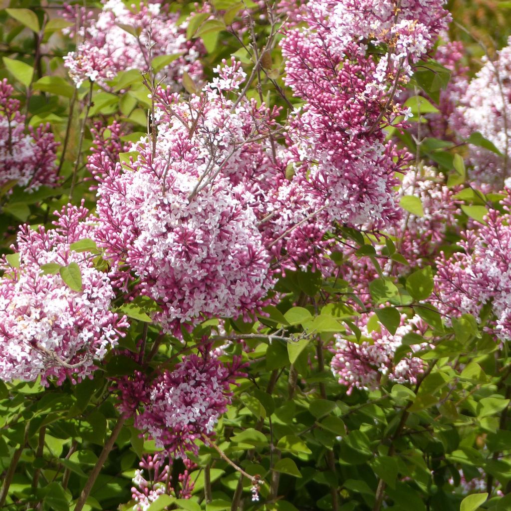 Syringa microphylla Superba - Lilac