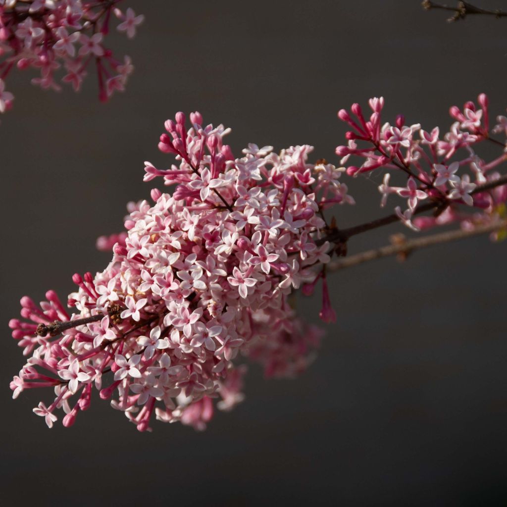 Syringa microphylla Superba - Lilac