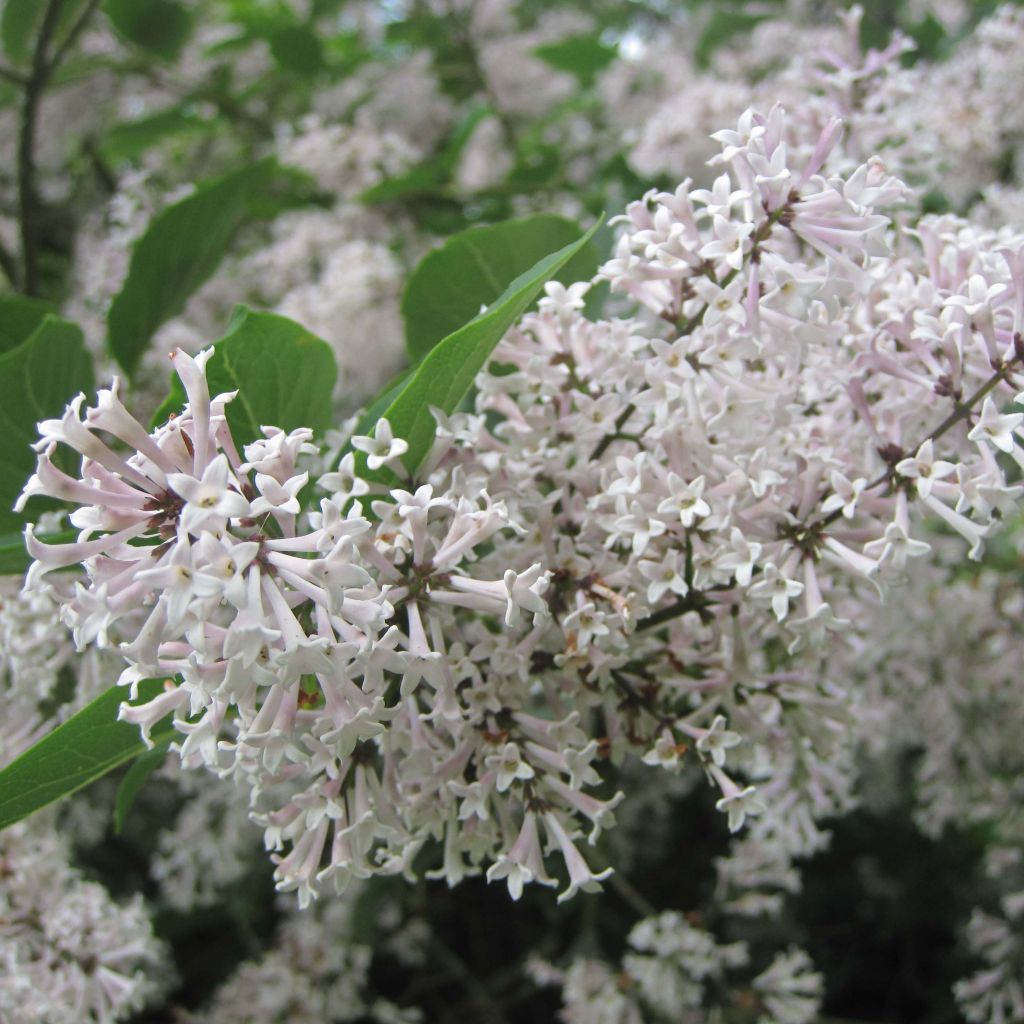 Syringa patula Miss Kim - Lilac