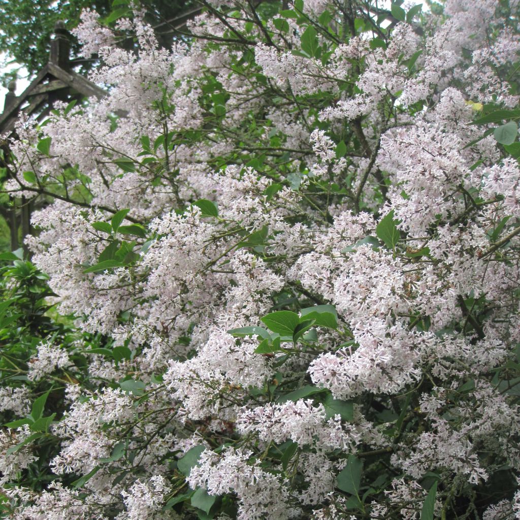 Syringa patula Miss Kim - Lilac