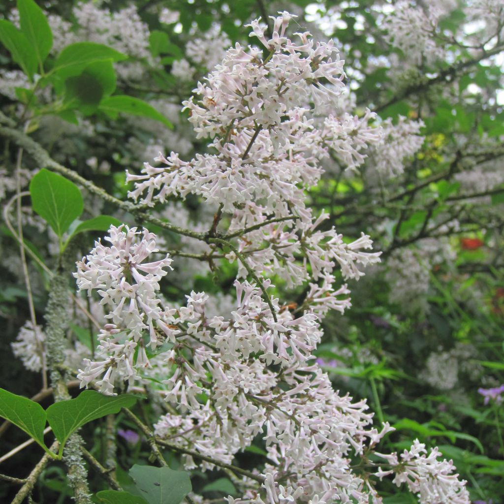 Syringa patula Miss Kim - Lilac