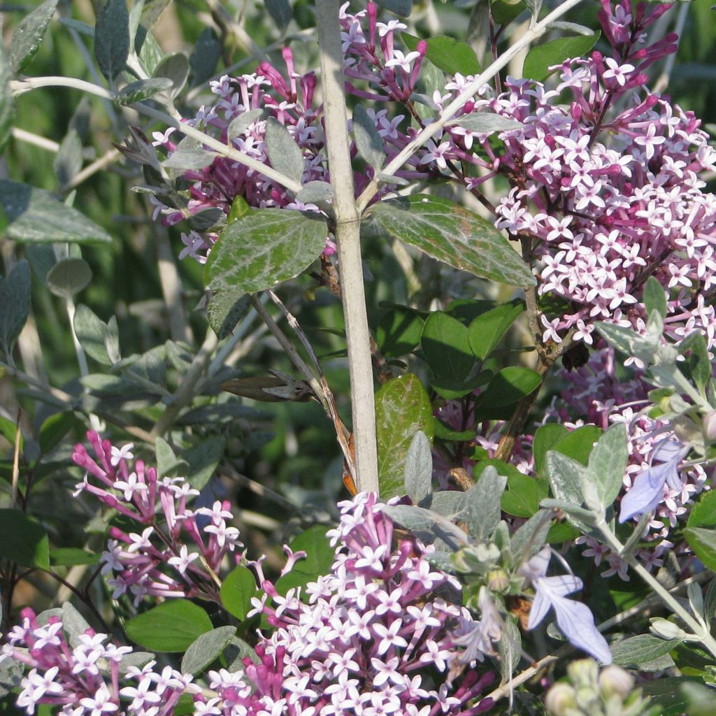 Syringa microphylla 'Red Pixie'