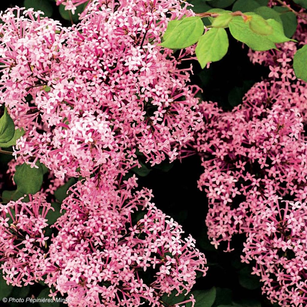 Syringa microphylla 'Red Pixie'