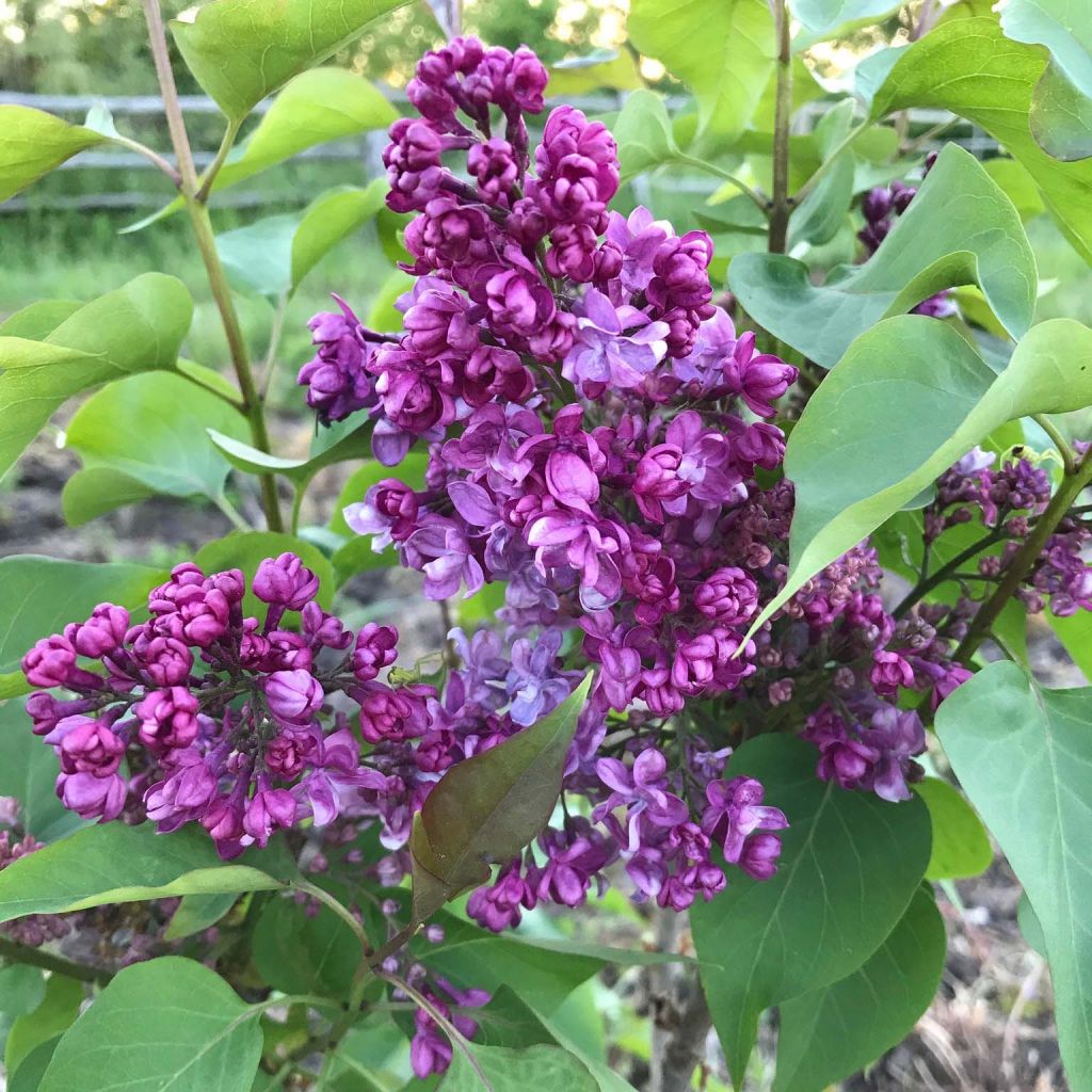 Syringa vulgaris Prince Wolkonsky