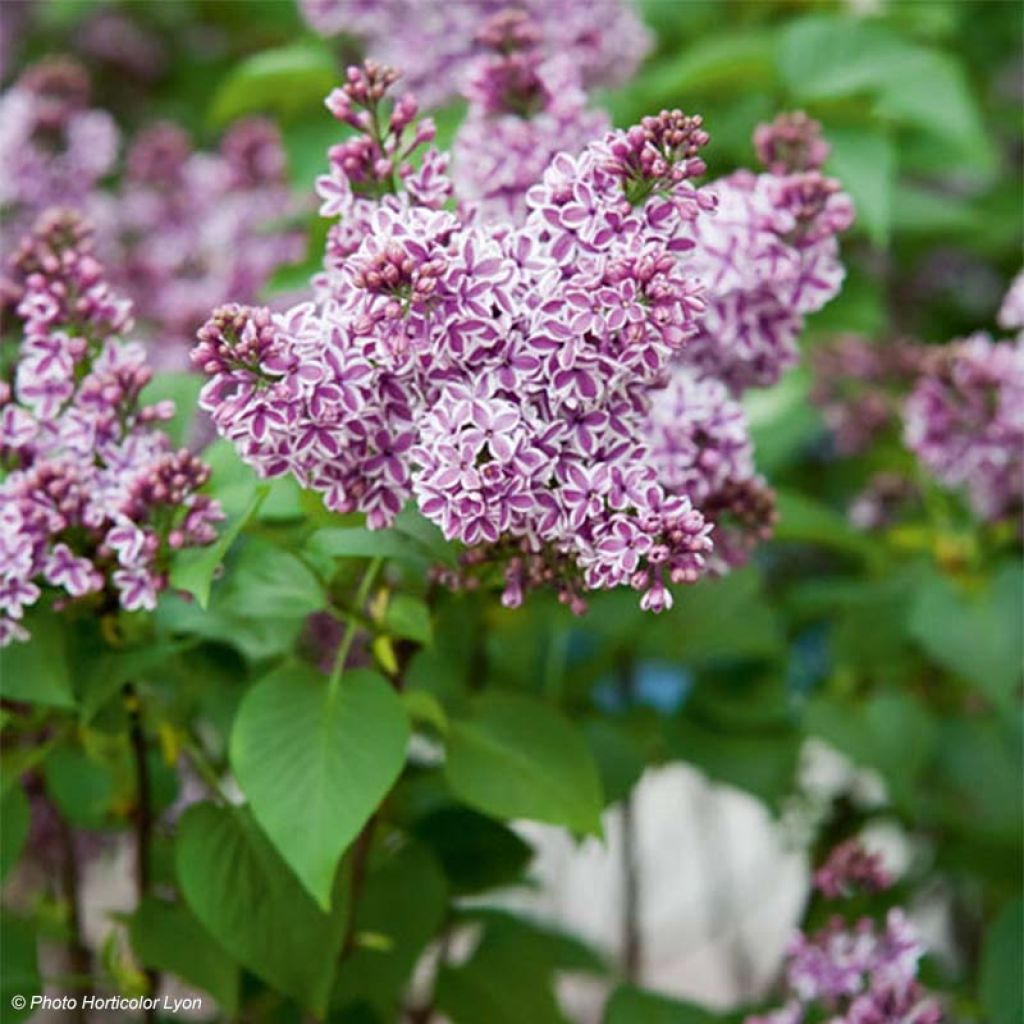 Syringa vulgaris Sensation - Common Lilac