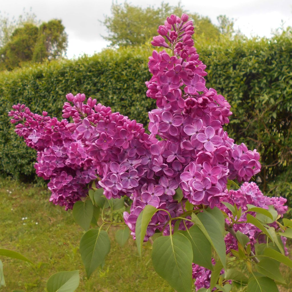 Lilas commun - Syringa vulgaris Znamya Lenina