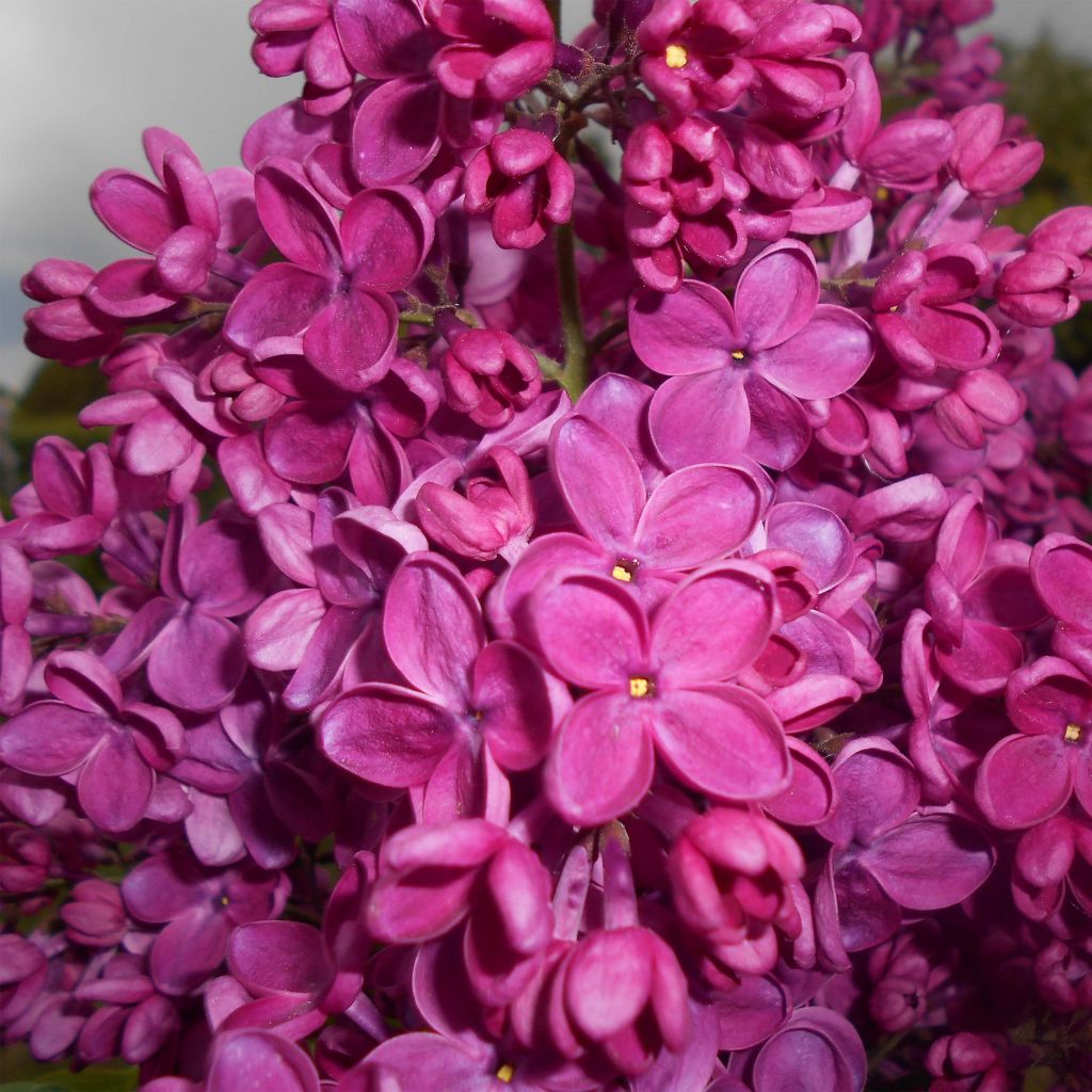 Lilas commun - Syringa vulgaris Znamya Lenina